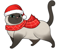 Scottish Fold #13
